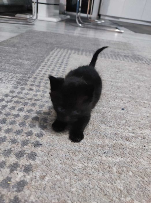 Donez trei puiuti de pisica sanatosi si frumosi