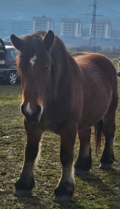 Iapă Ardeneză de vânzare