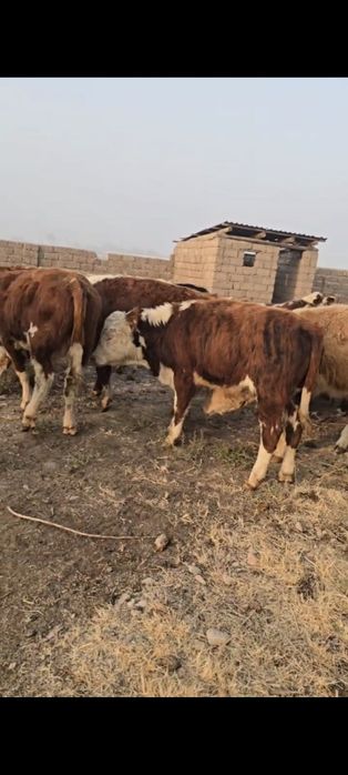 Гренфорд Букалар сотилди