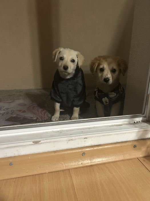 Подарявам кученца