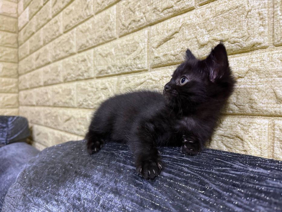 Отдам даром котенка в добрые руки