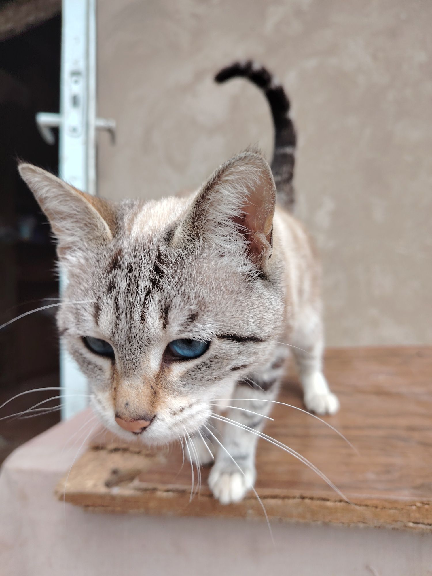 Сиямски Кошки мать и сын