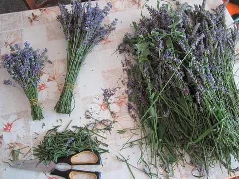 Buchete de lavanda din productia 2023 (culese in iulie)