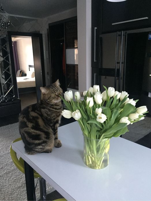 Отдадим кота в хорошие руки