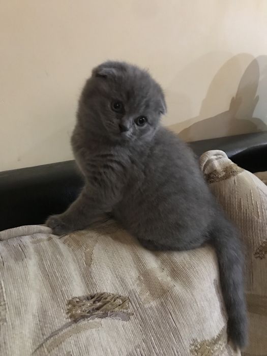 Шотландско  клепоухо късокосместо коте