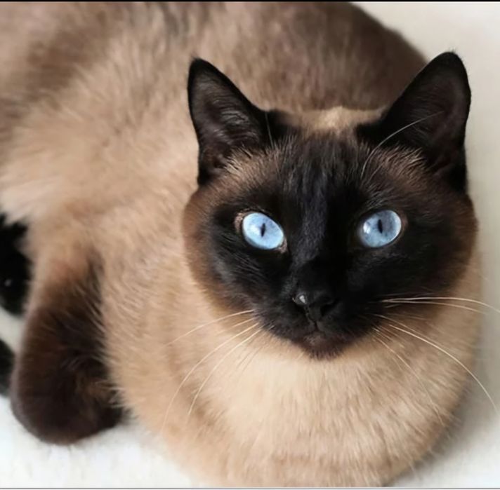 Найдена очаровательная кошечка.  Срочно нужны заботливые котородители