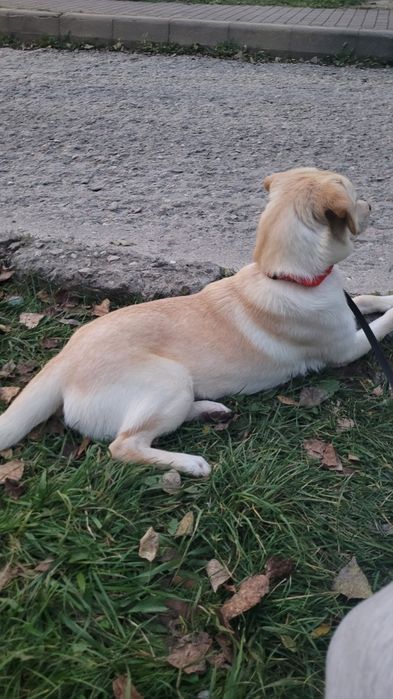 Luna isi cauta casuta ! Adoptie