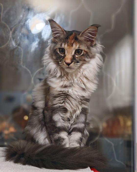 Питомник предлагает котёнка