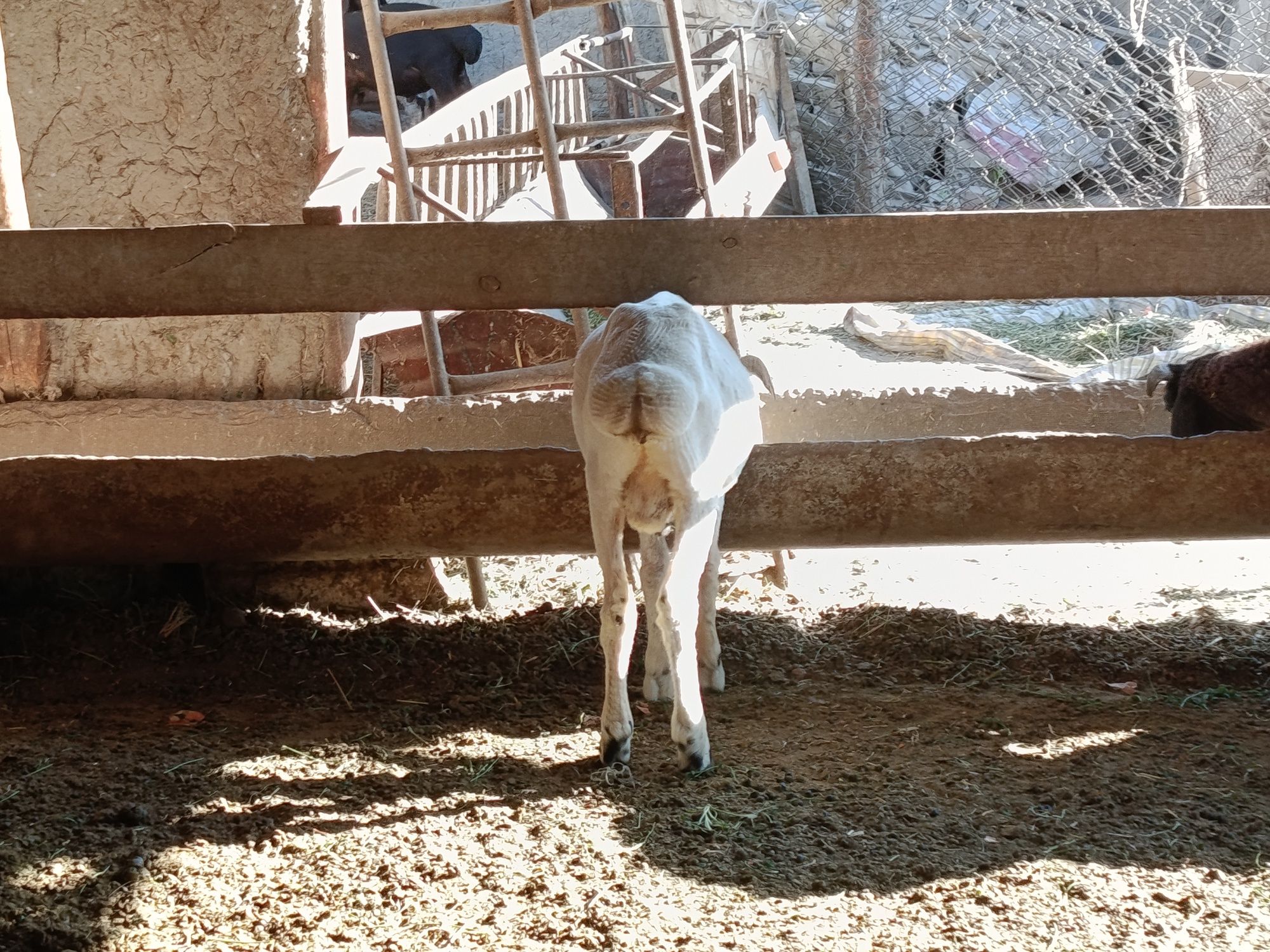Qazoqi qoʻchqor barralar