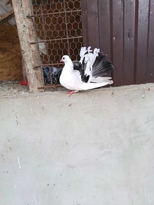 Vand porumbei curcani