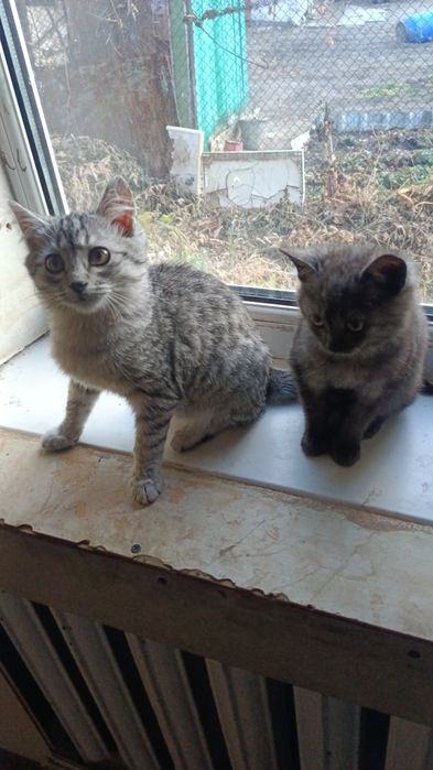 Отдам котят мальчики