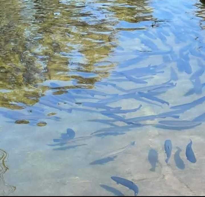 Жива дъгова пъстърва