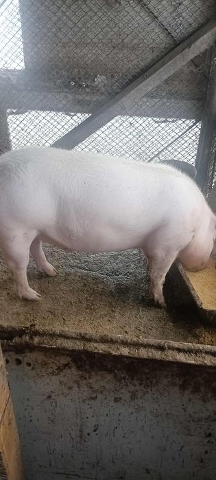 Продавам мъжко скопено прасе