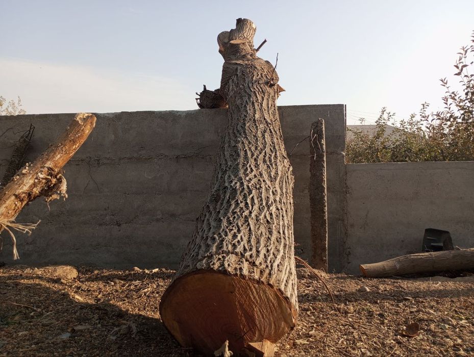 Yongʻoq kundasi yogʻoch qilish uchun ideal