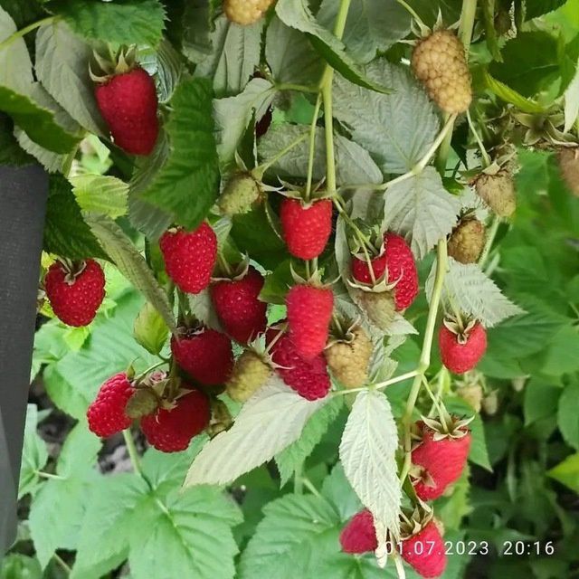 Ukrainski malina koʻchatlari sotiladi
