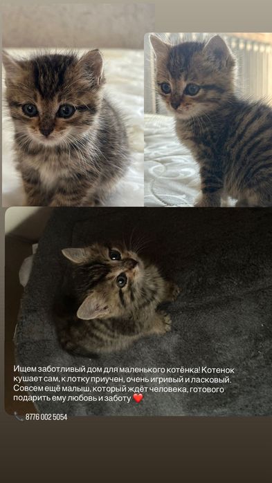 Котёнок отдаю, в хорошие руки