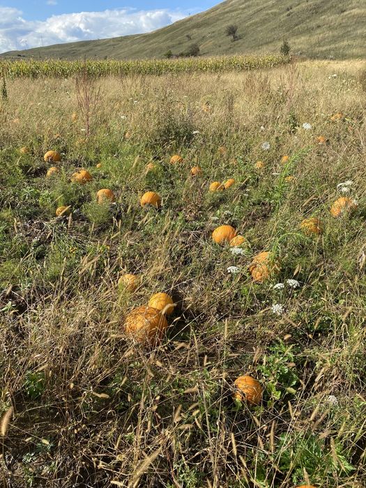 Vand dovleac / bostan de halloween
