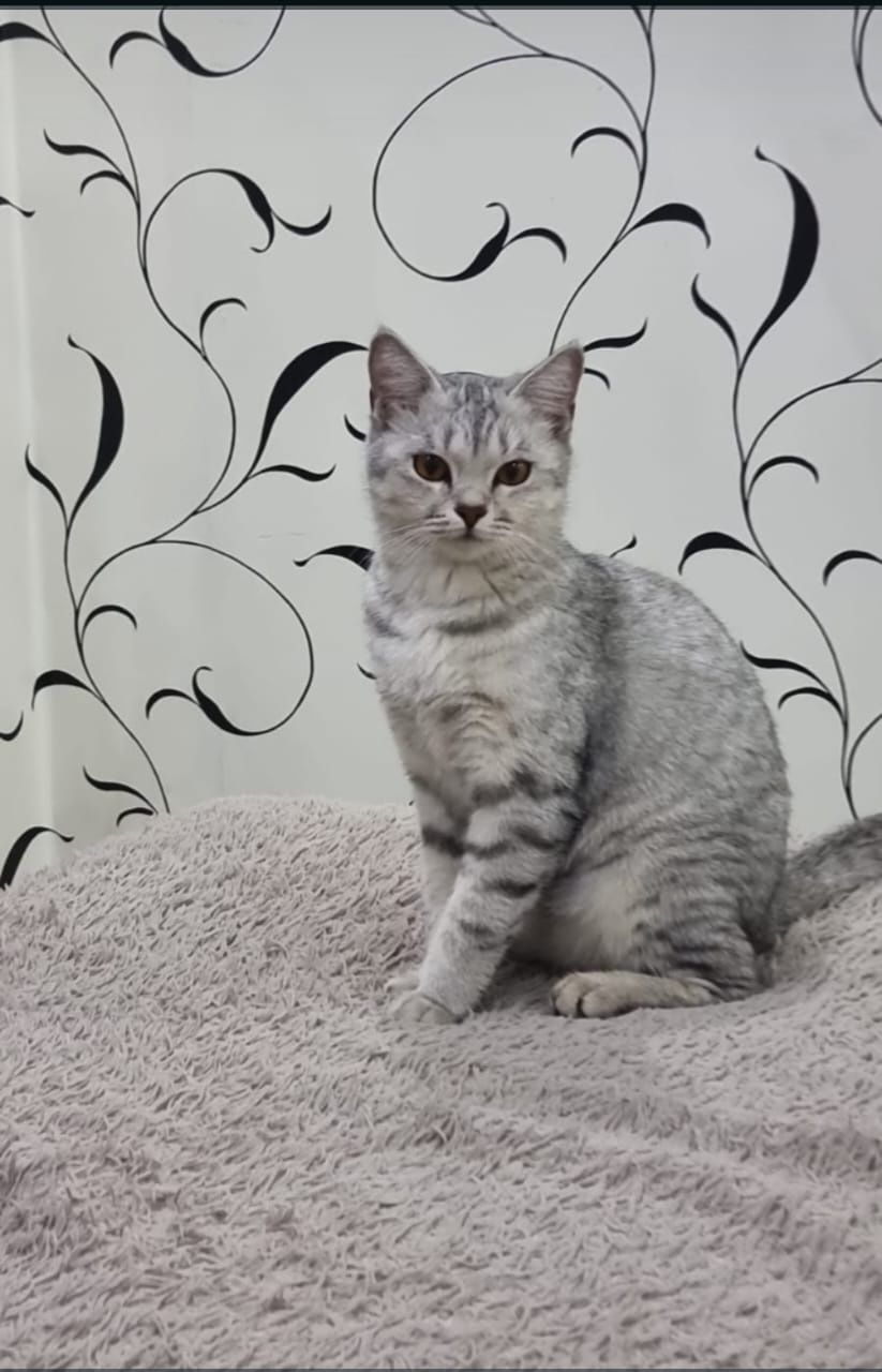 Вязка. Британский котик ищет невесту