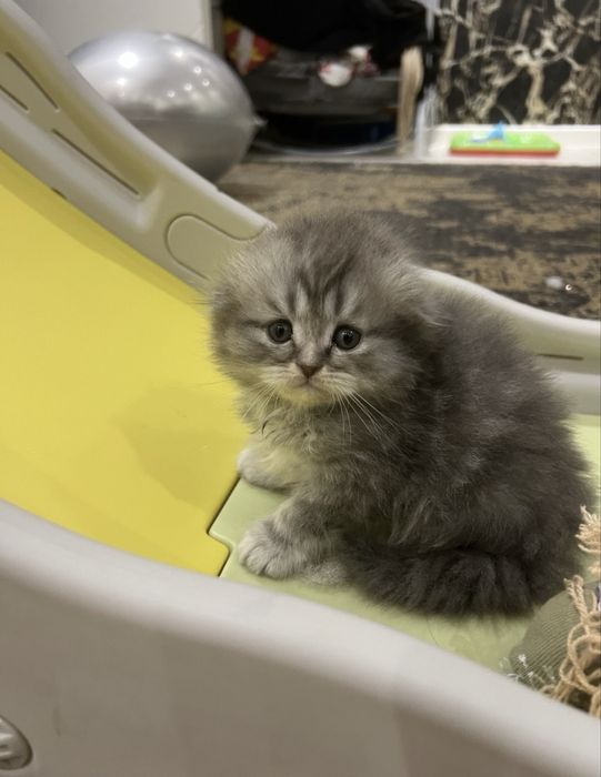 Mushuk bolasi toza zotli