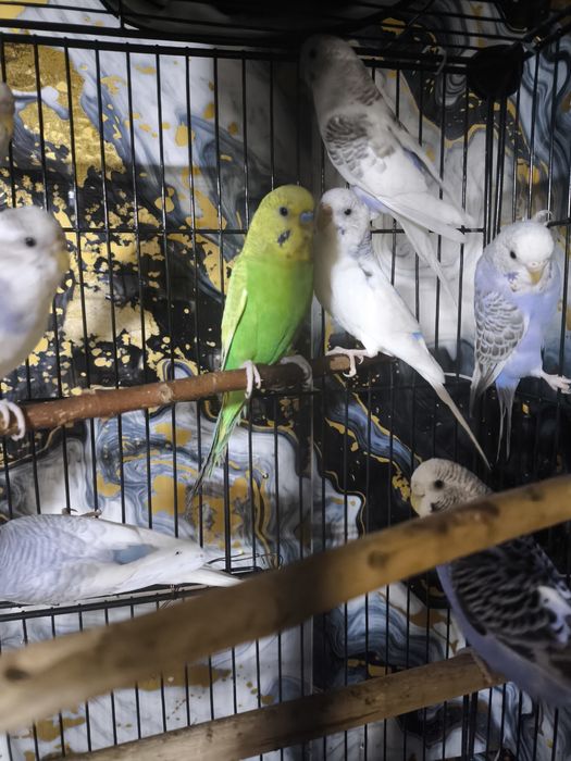 Продам волнистых попугаев