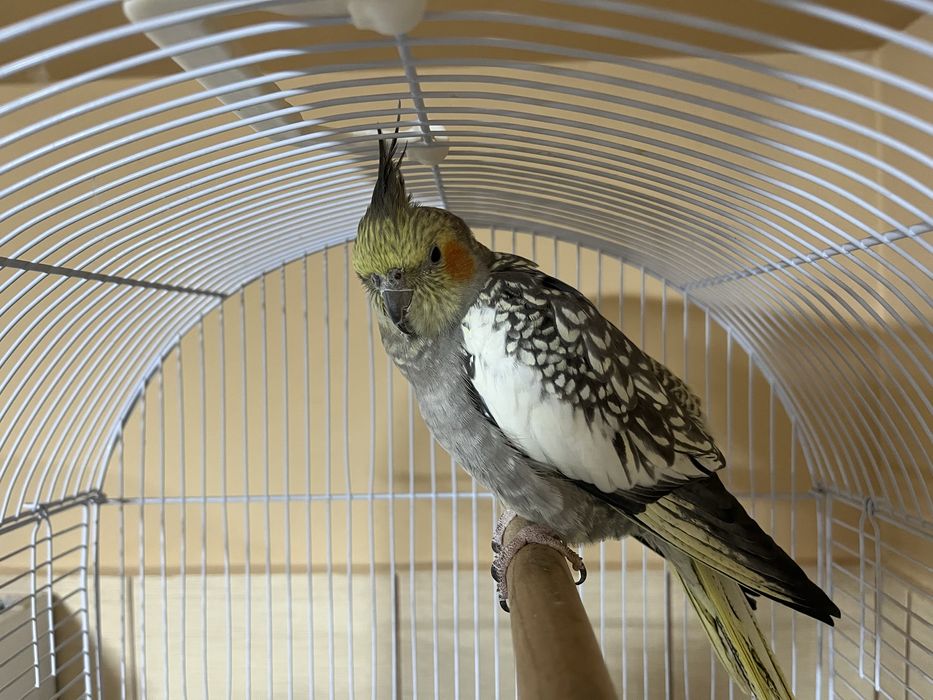 Vand nimfa 2 ani si jumatate