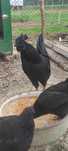 Ouă Ayam Cemani , rasa pură