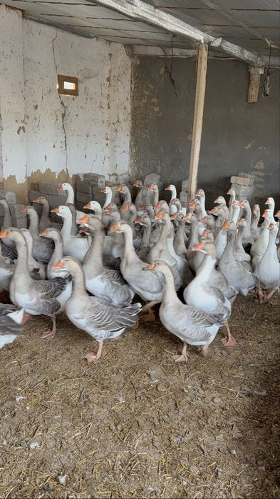 Крупные серий гуси Goz гозлар сотилади