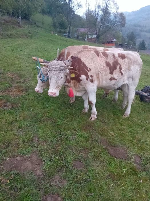 Vand junci de 1 an și 7 luni