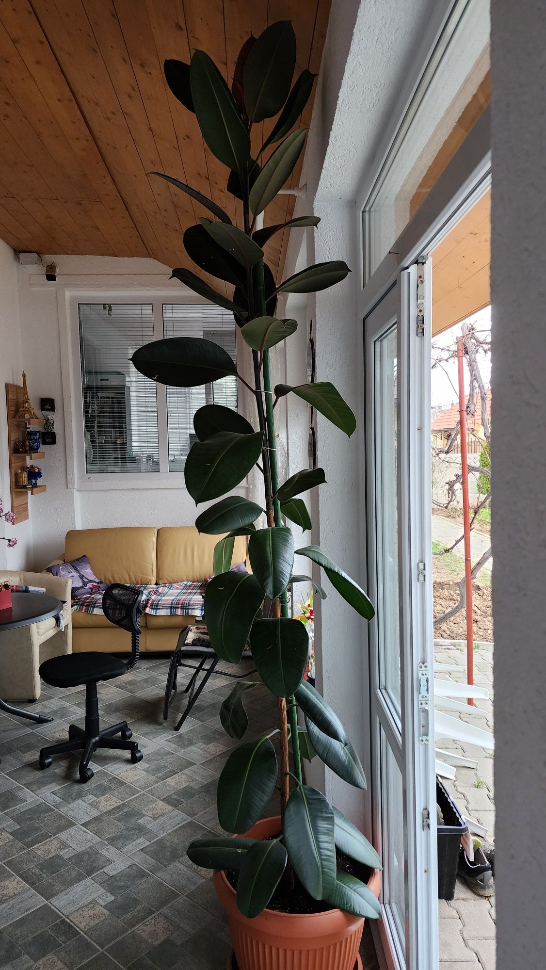 Vand ficus  .planta ornamentală