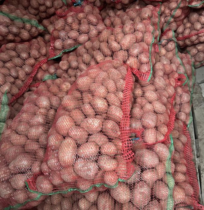 Vand cartofi consum si samanta