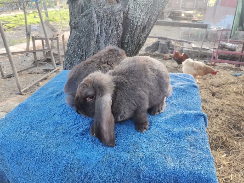 Iepuri berbec german