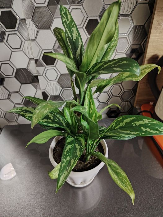 Продам не дорого