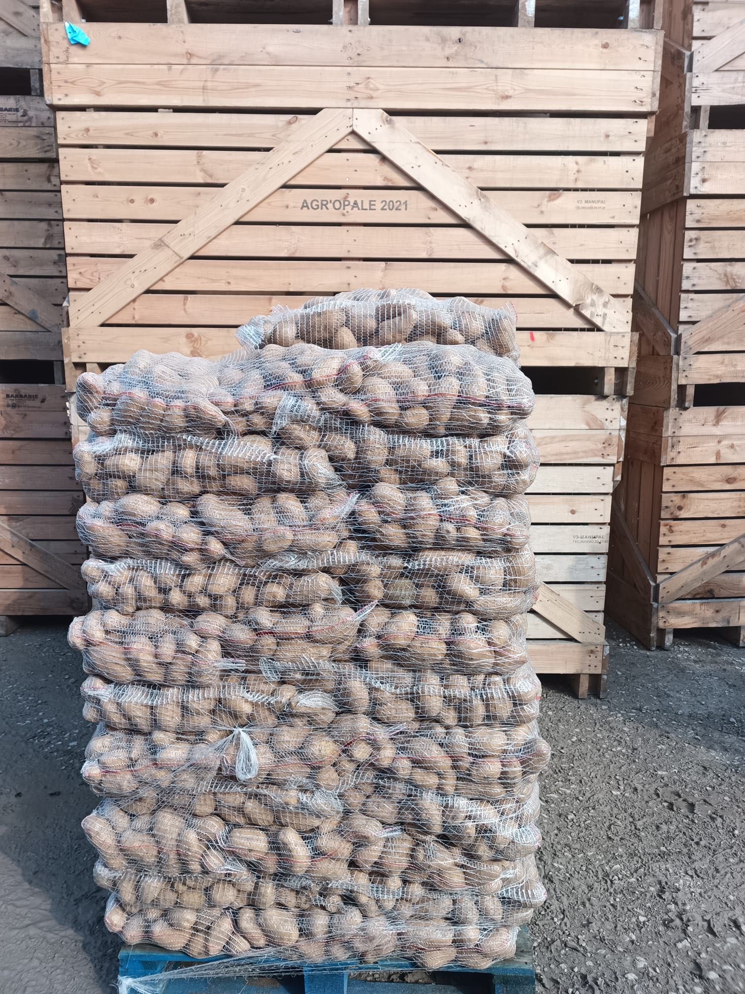 Cartofi ambalat la sac 25 kg