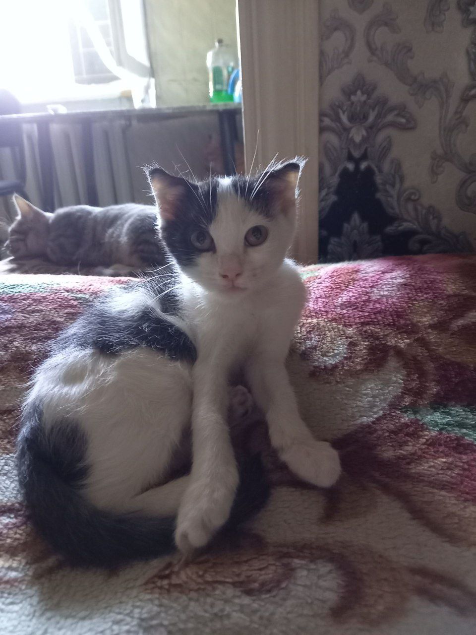 Пристраиваем котят в хорошие руки