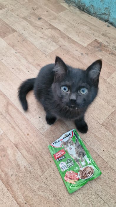 Котенок ищет дом