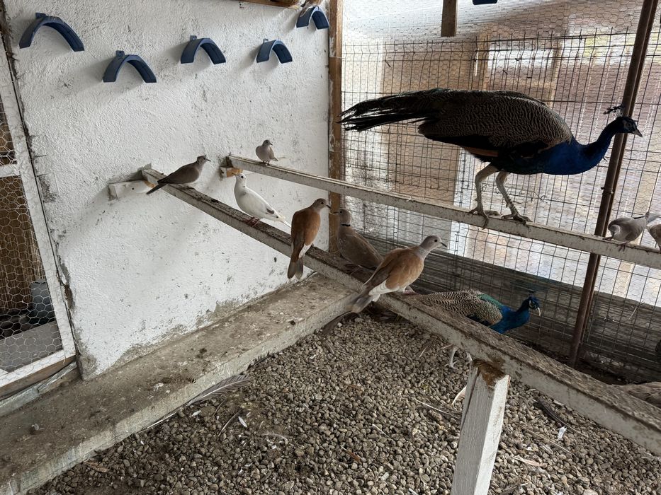 Vand 2 perechi de pauni si turturele