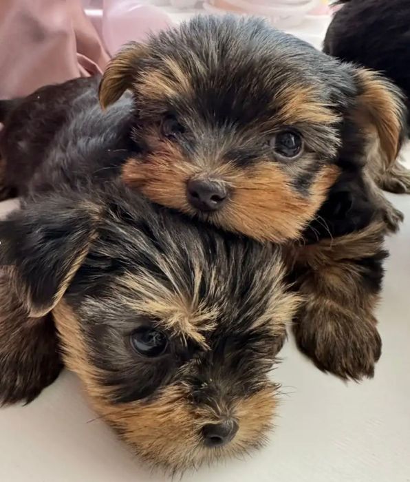 Йоркширский терьер