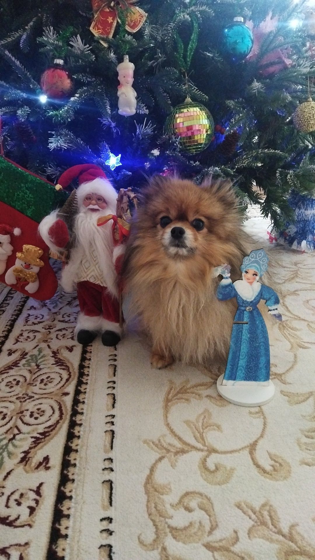 Вязка ,кобель  шпиц