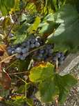 Vând struguri de vin anason și blanc.