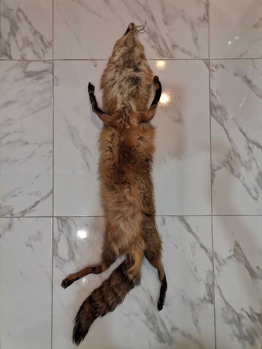 Лисица естествена кожа, яка