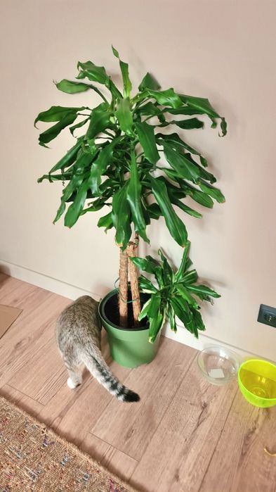 Драцена душистая трехствольная