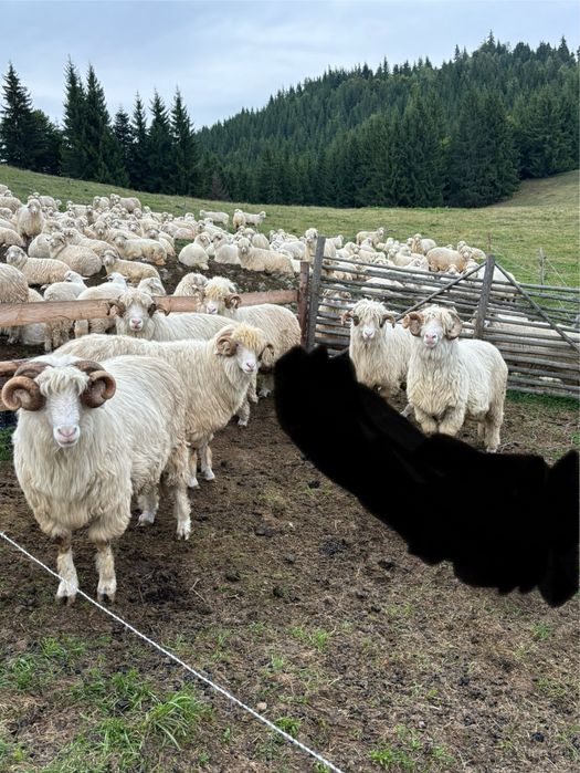 Disponibile  oi si berbeci