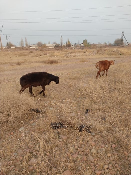 Куйчкорлар сотилади