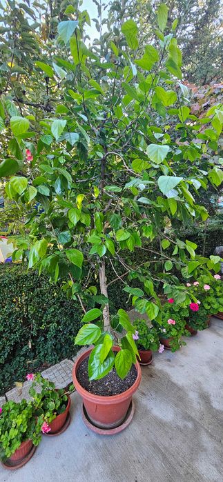 Китайска червена роза