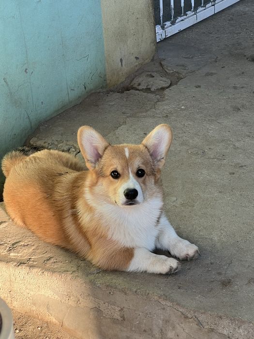 Mascul Corgi cu pedigree