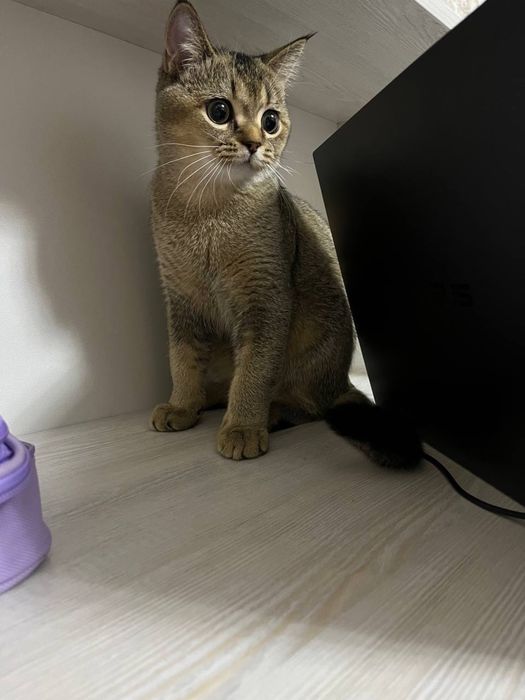 Вязка кота с кошечкой