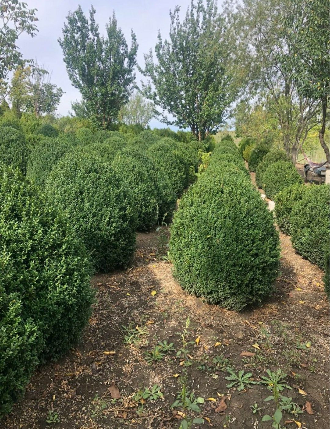 Plante ornamentale si rulou de gazon