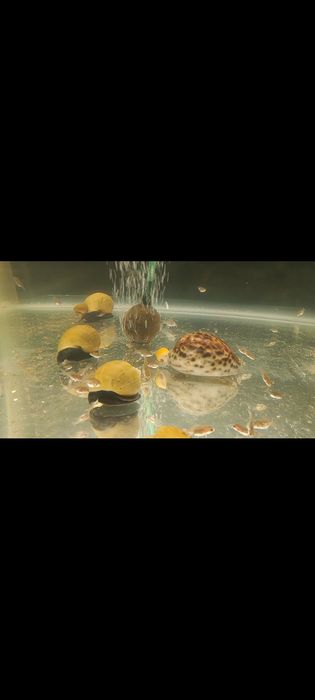 Продам Ампулярий