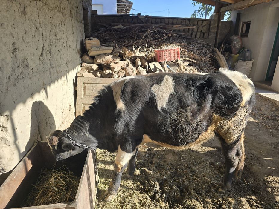 Qoramol Buqacha 1,5 yosh. Sotiladi.