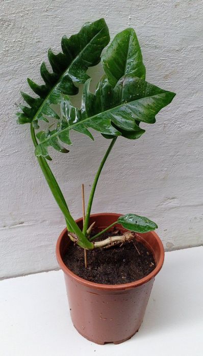 Филодендрон (Philodendron Narrow). Экзотические цветы для дома и офиса